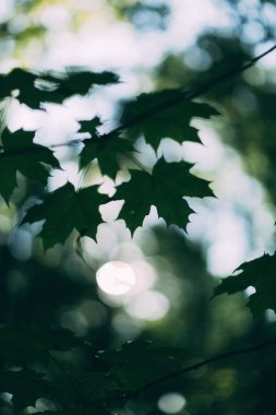 yeşil yaz soyut manzarası, yumuşak odak arkaplanı