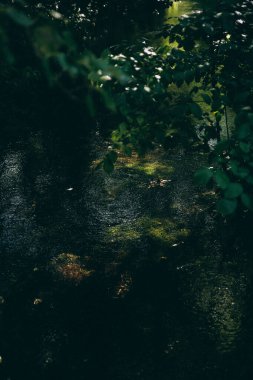 yeşil yaz soyut manzarası, yumuşak odak arkaplanı