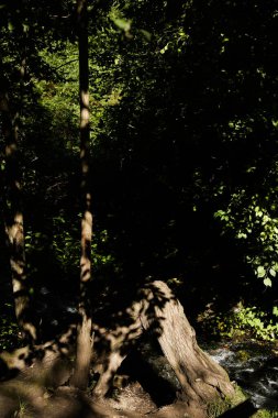 Bahçede fesleğen, güzel, yumuşak bir odak