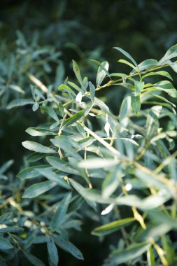 yeşil yaz soyut manzarası, yumuşak odak arkaplanı