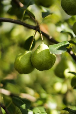 Armutlar ağaçlarda yetişir, bir meyve bahçesi, bulanık yeşil bir arka plan ve metin için bir yer