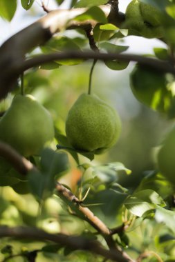 Armutlar ağaçlarda yetişir, bir meyve bahçesi, bulanık yeşil bir arka plan ve metin için bir yer