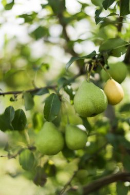 Armutlar ağaçlarda yetişir, bir meyve bahçesi, bulanık yeşil bir arka plan ve metin için bir yer