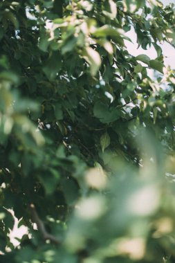 yeşil yaz soyut manzarası, yumuşak odak arkaplanı