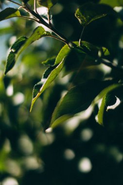 yeşil yaz soyut manzarası, yumuşak odak arkaplanı