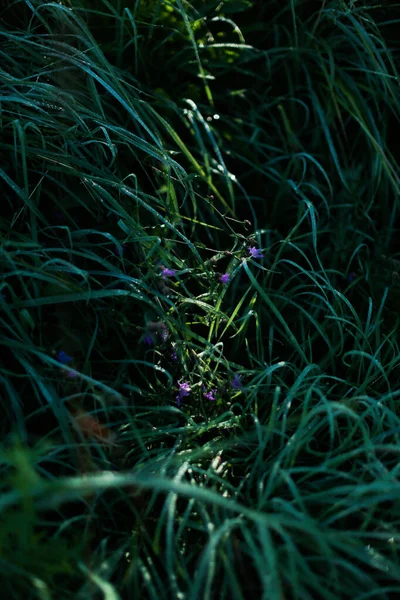 Groen Zomer Abstract Landschap Zachte Focus Achtergrond — Stockfoto