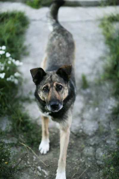 Chien Sympathique Portrait Chien Noir Blanc — Photo