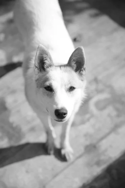 Perro Amigable Retrato Perro Estilo Blanco Negro — Foto de Stock