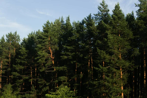 yeşil yaz soyut manzarası, yumuşak odak arkaplanı