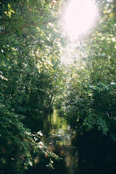 Zielony Lato Abstrakcyjny Krajobraz Miękkie Tło Ostrości — Zdjęcie stockowe