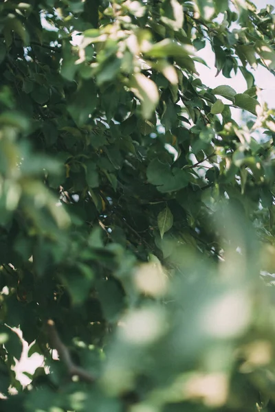 yeşil yaz soyut manzarası, yumuşak odak arkaplanı