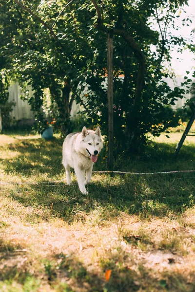 Przyjazny Pies Portret Psa Czarno Białym Stylu — Zdjęcie stockowe