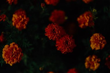 Çiçekli arka plan Kadife çiçekleri. Yakın plan, güzel, minimalist yaz odağı.