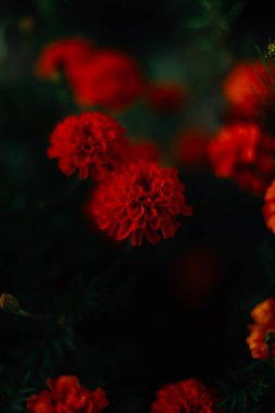 Çiçekli arka plan Kadife çiçekleri. Yakın plan, güzel, minimalist yaz odağı.