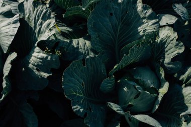 Bahçede fesleğen, güzel, yumuşak bir odak