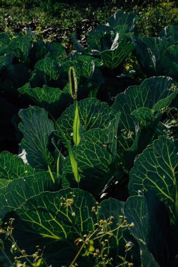 yaz yeşil yaprak arkaplan, yumuşak odak arkaplan, bitki yapraklarının makro fotoğrafçılığı