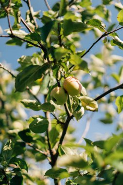 Meyveli elma ağacı, güzel, yumuşak odaklı yaz