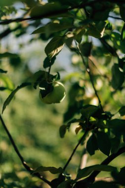 Meyveli elma ağacı, güzel, yumuşak odaklı yaz