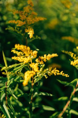 bitkilerin sarı soyut makro arka planı, yumuşak odaklanma