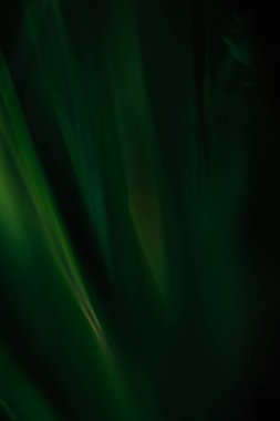 yaz yeşili soyut arkaplan, bulanık ve bulanık, yumuşak odak