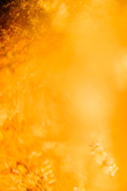 bitkilerin sarı soyut makro arka planı, yumuşak odaklanma