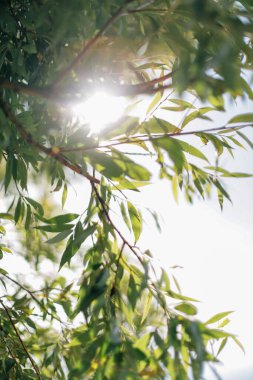 yaz yeşili soyut arkaplan, bulanık ve bulanık, yumuşak odak