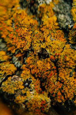 Antik bir ağacın kabuğunda portakal yosunu, güzel bulanık dokular, sanatın yumuşak odak noktası.