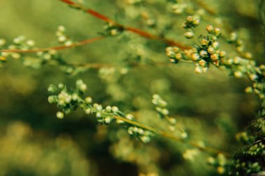yaz yeşili soyut arkaplan, bulanık ve bulanık, yumuşak odak