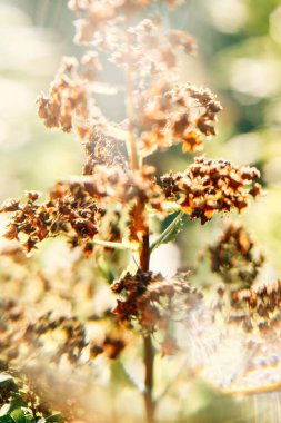 bitkilerin sarı soyut makro arka planı, yumuşak odaklanma