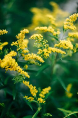 bitkilerin sarı soyut makro arka planı, yumuşak odaklanma