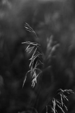 tek renkli manzara, bitkiler ve ağaçlar, sanat fotoğrafları