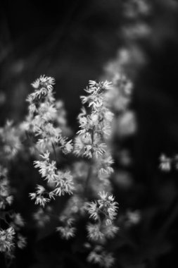 tek renkli manzara, bitkiler ve ağaçlar, sanat fotoğrafları