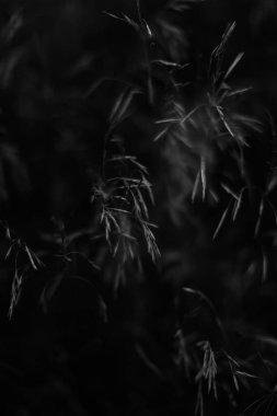 tek renkli manzara, bitkiler ve ağaçlar, sanat fotoğrafları