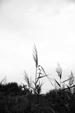 tek renkli manzara, bitkiler ve ağaçlar, sanat fotoğrafları