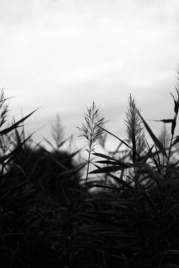 tek renkli manzara, bitkiler ve ağaçlar, sanat fotoğrafları