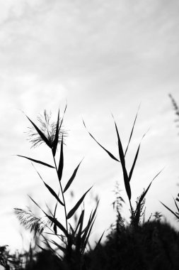 tek renkli manzara, bitkiler ve ağaçlar, sanat fotoğrafları