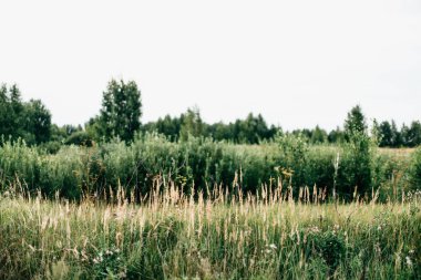 Rus tarlalarının yaz manzarası ve açık alanlar, güzel manzara.