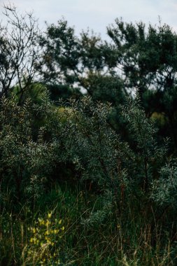 Karanlık yaz otları, yumuşak odak