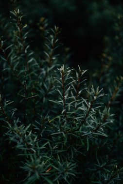 Bir çalılığın dallarında kırmızı böğürtlen, parlak bir yaz arkaplanı.