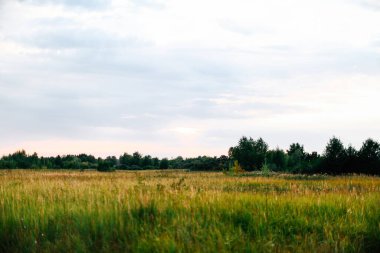 Rus tarlalarının yaz manzarası ve açık alanlar, güzel manzara.