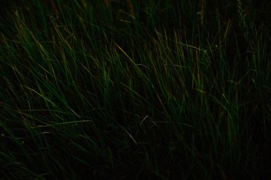 yaz yeşili soyut arkaplan, bulanık ve bulanık, yumuşak odak