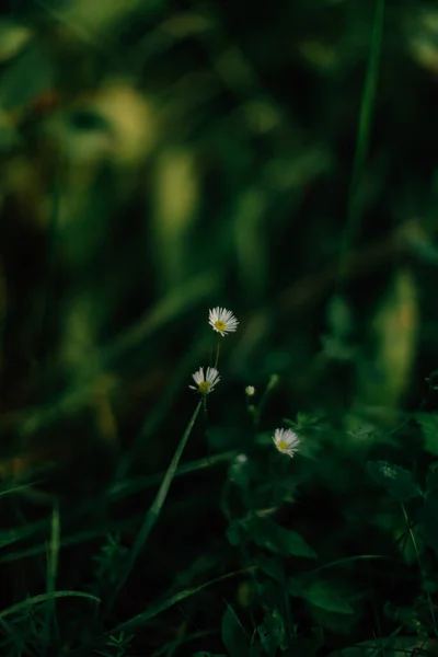 夏黄色の抽象的な植物のマクロ背景ソフトフォーカス — ストック写真