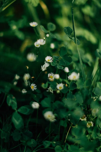 Summer Green Abstract Background Blurring Blurring Soft Focus — Stock Photo, Image