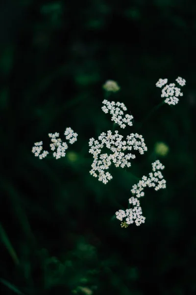 Été Fond Abstrait Vert Flou Flou Mise Point Douce — Photo