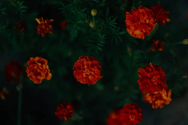 Fondo Floral Caléndulas Tagetes Primer Plano Hermoso Minimalista Verano Suave — Foto de Stock