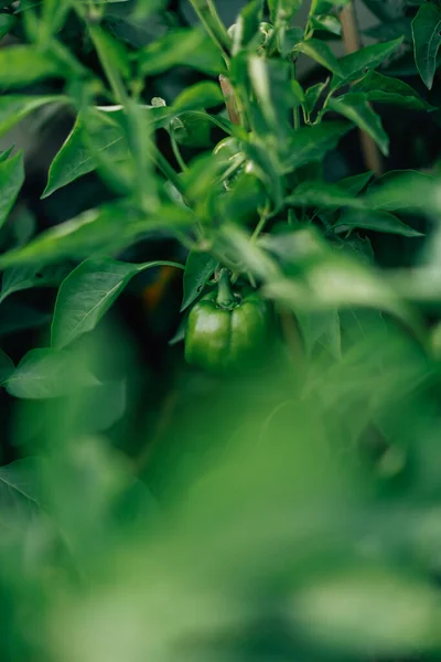 夏季绿色抽象背景 模糊和模糊 软焦点 — 图库照片