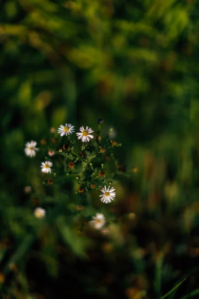 Grama Verão Escuro Foco Suave — Fotografia de Stock