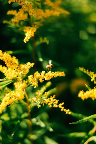 Lato Żółty Abstrakcyjny Makro Tło Roślin Miękkie Ogniskowanie — Zdjęcie stockowe