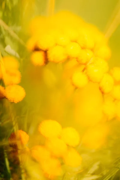 Verano Amarillo Abstracto Macro Fondo Plantas Enfoque Suave — Foto de Stock