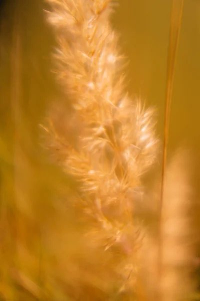 Été Jaune Abstrait Macro Fond Plantes Mise Point Douce — Photo